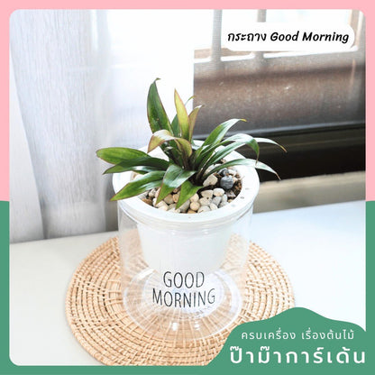 ต้นไม้ฟอกอากาศ ต้นไม้มงคล พร้อมกระถางรดน้ำอัตโนมัต 4"นิ้ว แถมหินฟรี - Pamathegardener