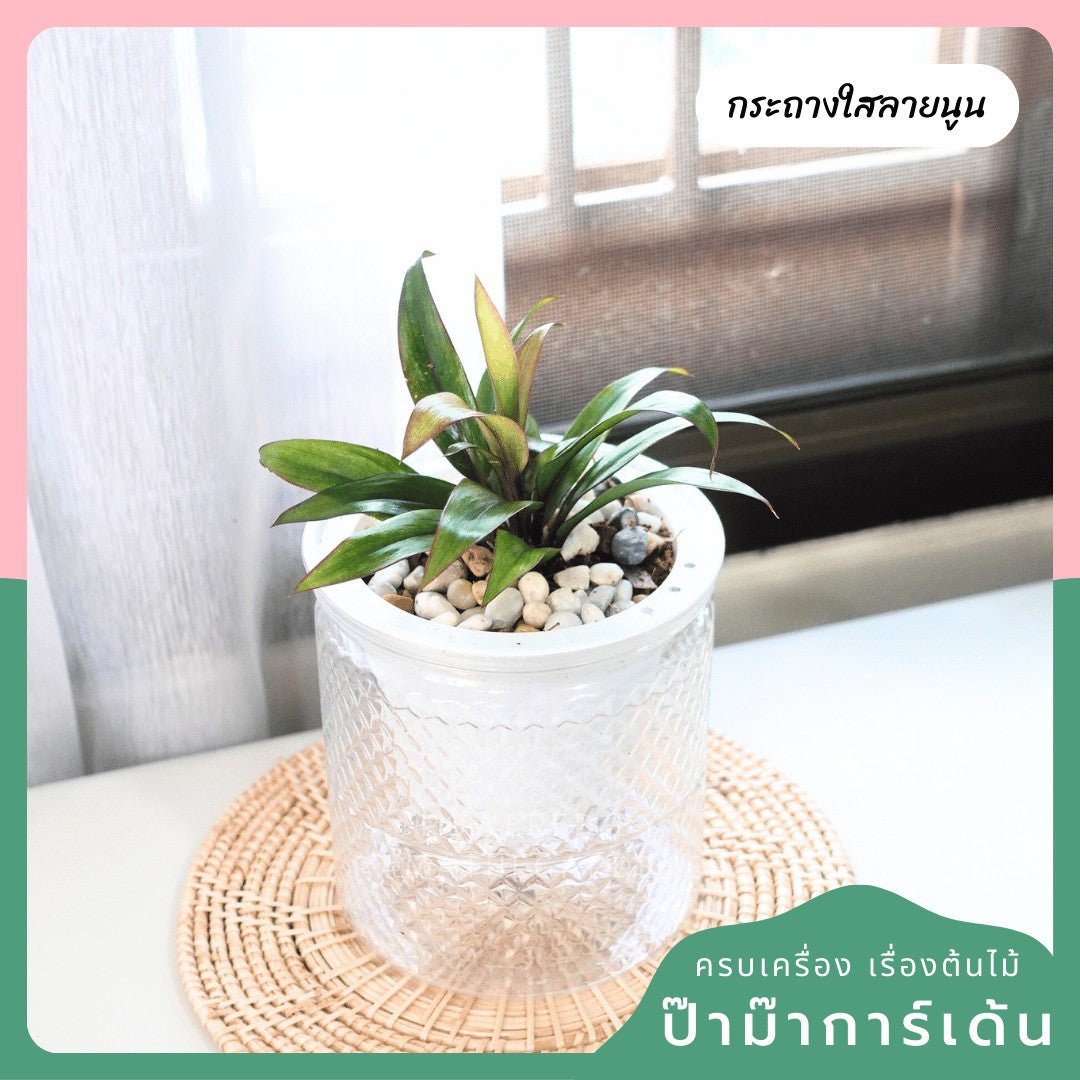 ต้นไม้ฟอกอากาศ ต้นไม้มงคล พร้อมกระถางรดน้ำอัตโนมัต 4"นิ้ว แถมหินฟรี - Pamathegardener
