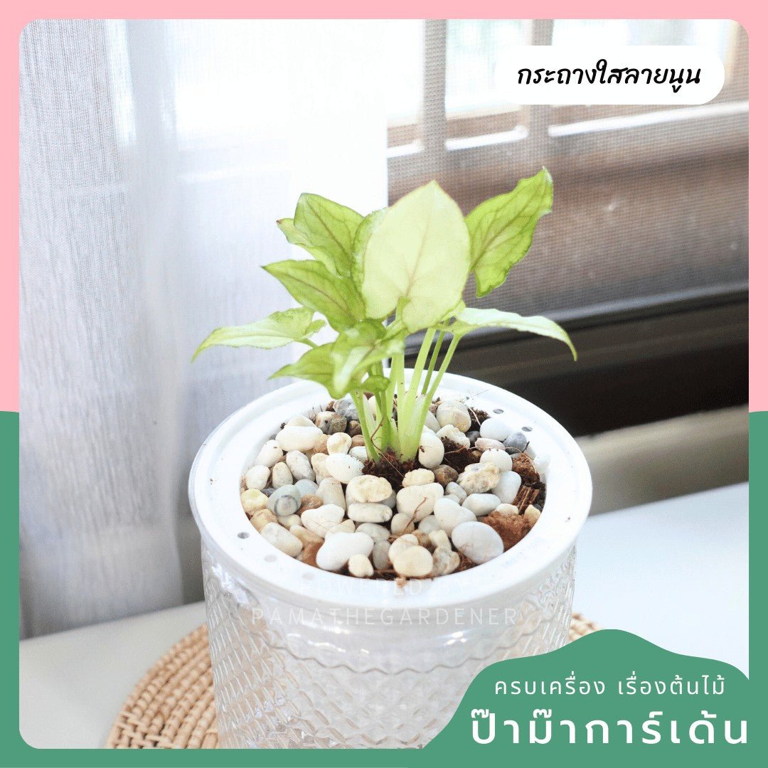 ต้นไม้ฟอกอากาศ ต้นไม้มงคล พร้อมกระถางรดน้ำอัตโนมัต 4"นิ้ว แถมหินฟรี - Pamathegardener