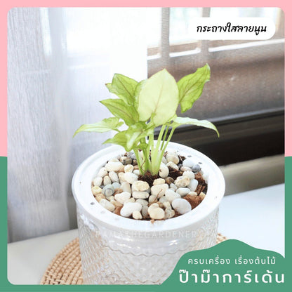 ต้นไม้ฟอกอากาศ ต้นไม้มงคล พร้อมกระถางรดน้ำอัตโนมัต 4"นิ้ว แถมหินฟรี - Pamathegardener
