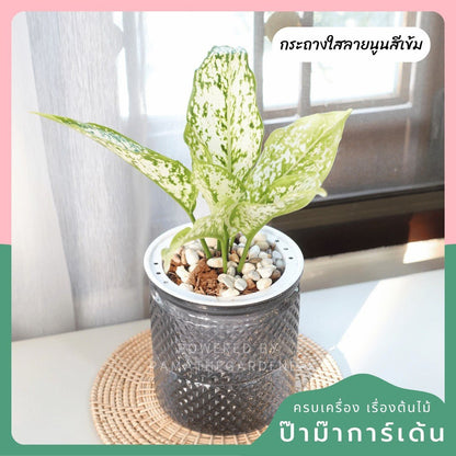 ต้นไม้ฟอกอากาศ ต้นไม้มงคล พร้อมกระถางรดน้ำอัตโนมัต 4"นิ้ว แถมหินฟรี - Pamathegardener