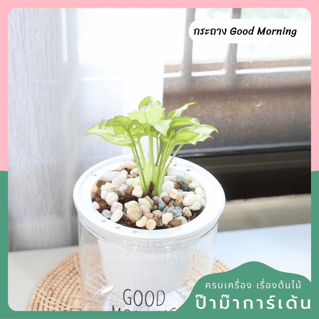 ต้นไม้ฟอกอากาศ ต้นไม้มงคล พร้อมกระถางรดน้ำอัตโนมัต 4"นิ้ว แถมหินฟรี - Pamathegardener