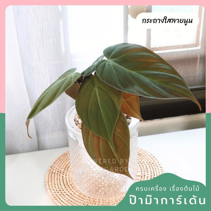 ต้นไม้ฟอกอากาศ ต้นไม้มงคล พร้อมกระถางรดน้ำอัตโนมัต 4"นิ้ว แถมหินฟรี - Pamathegardener