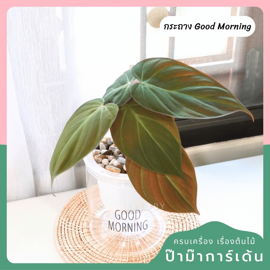ต้นไม้ฟอกอากาศ ต้นไม้มงคล พร้อมกระถางรดน้ำอัตโนมัต 4"นิ้ว แถมหินฟรี - Pamathegardener