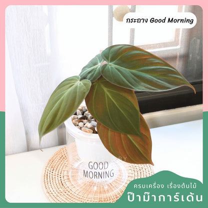 ต้นไม้ฟอกอากาศ ต้นไม้มงคล พร้อมกระถางรดน้ำอัตโนมัต 4"นิ้ว แถมหินฟรี - Pamathegardener