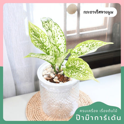 ต้นไม้ฟอกอากาศ ต้นไม้มงคล พร้อมกระถางรดน้ำอัตโนมัต 4"นิ้ว แถมหินฟรี - Pamathegardener