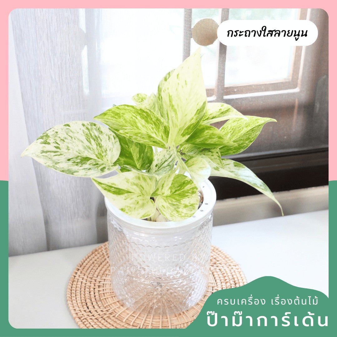 ต้นไม้ฟอกอากาศ ต้นไม้มงคล พร้อมกระถางรดน้ำอัตโนมัต 4"นิ้ว แถมหินฟรี - Pamathegardener