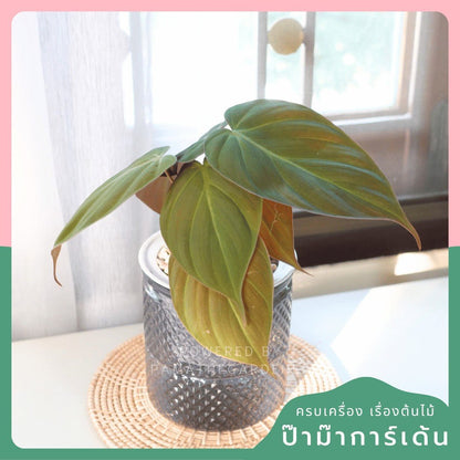ต้นไม้ฟอกอากาศ ต้นไม้มงคล พร้อมกระถางรดน้ำอัตโนมัต 4"นิ้ว แถมหินฟรี - Pamathegardener