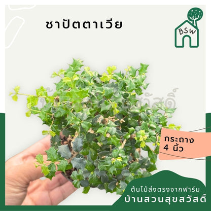 ชาปัตตาเวีย กระถาง 4 นิ้ว - Pamathegardener