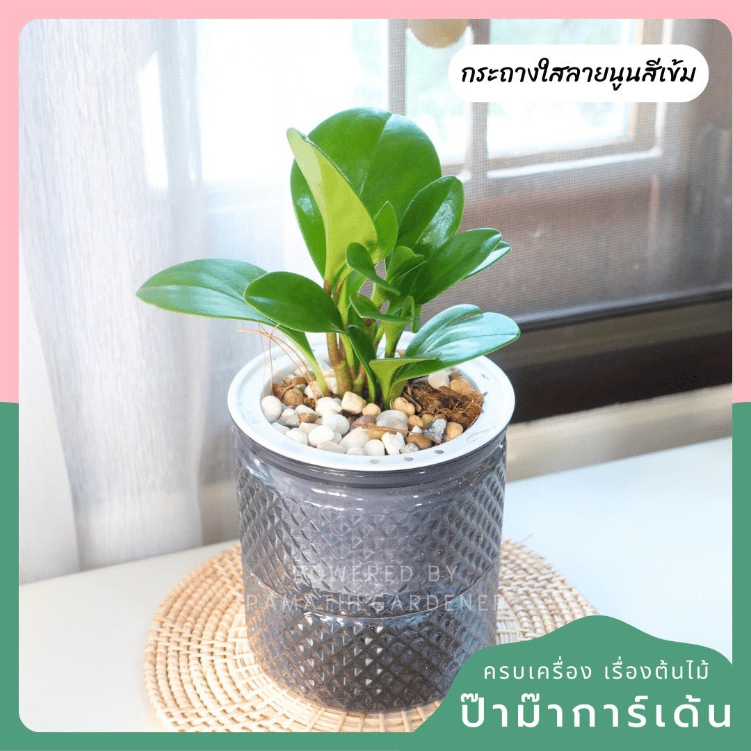 ต้นไม้ฟอกอากาศ ต้นไม้มงคล พร้อมกระถางรดน้ำอัตโนมัต 4"นิ้ว แถมหินฟรี - Pamathegardener