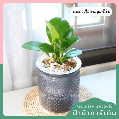 ต้นไม้ฟอกอากาศ ต้นไม้มงคล พร้อมกระถางรดน้ำอัตโนมัต 4"นิ้ว แถมหินฟรี - Pamathegardener