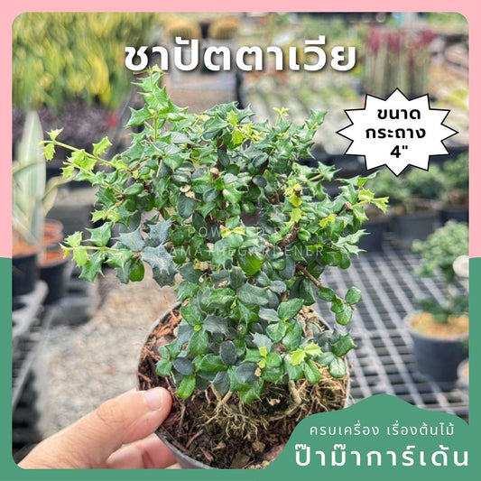 ชาปัตตาเวีย กระถาง 4 นิ้ว - Pamathegardener
