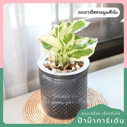 ต้นไม้ฟอกอากาศ ต้นไม้มงคล พร้อมกระถางรดน้ำอัตโนมัต 4"นิ้ว แถมหินฟรี - Pamathegardener