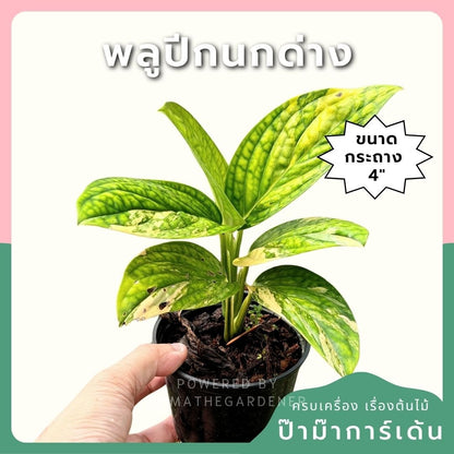 พลูระเบิดด่าง 4 นิ้ว - Variegated Epipremnum - Pamathegardener