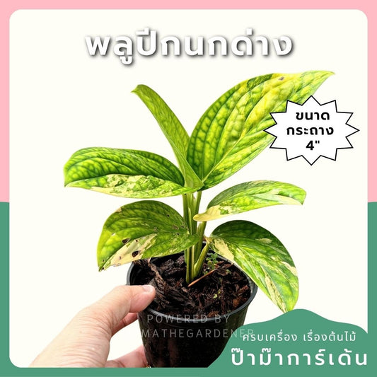 พลูระเบิดด่าง 4 นิ้ว - Variegated Epipremnum - Pamathegardener