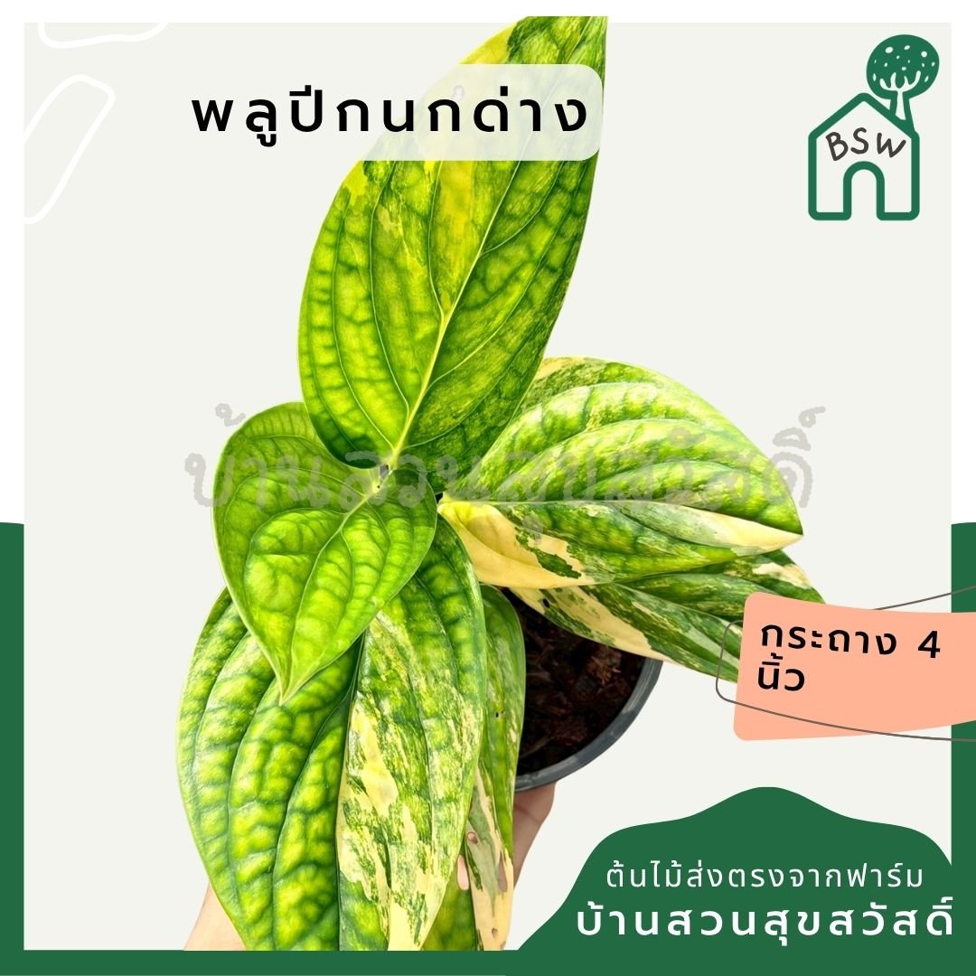 พลูระเบิดด่าง 4 นิ้ว - Variegated Epipremnum - Pamathegardener