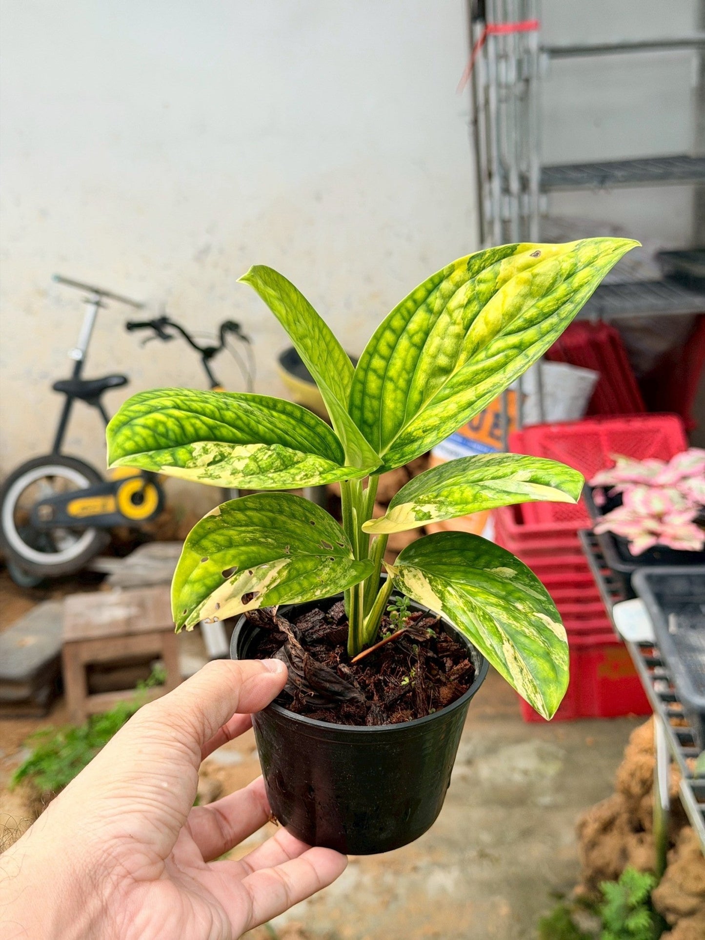 พลูระเบิดด่าง 4 นิ้ว - Variegated Epipremnum - Pamathegardener