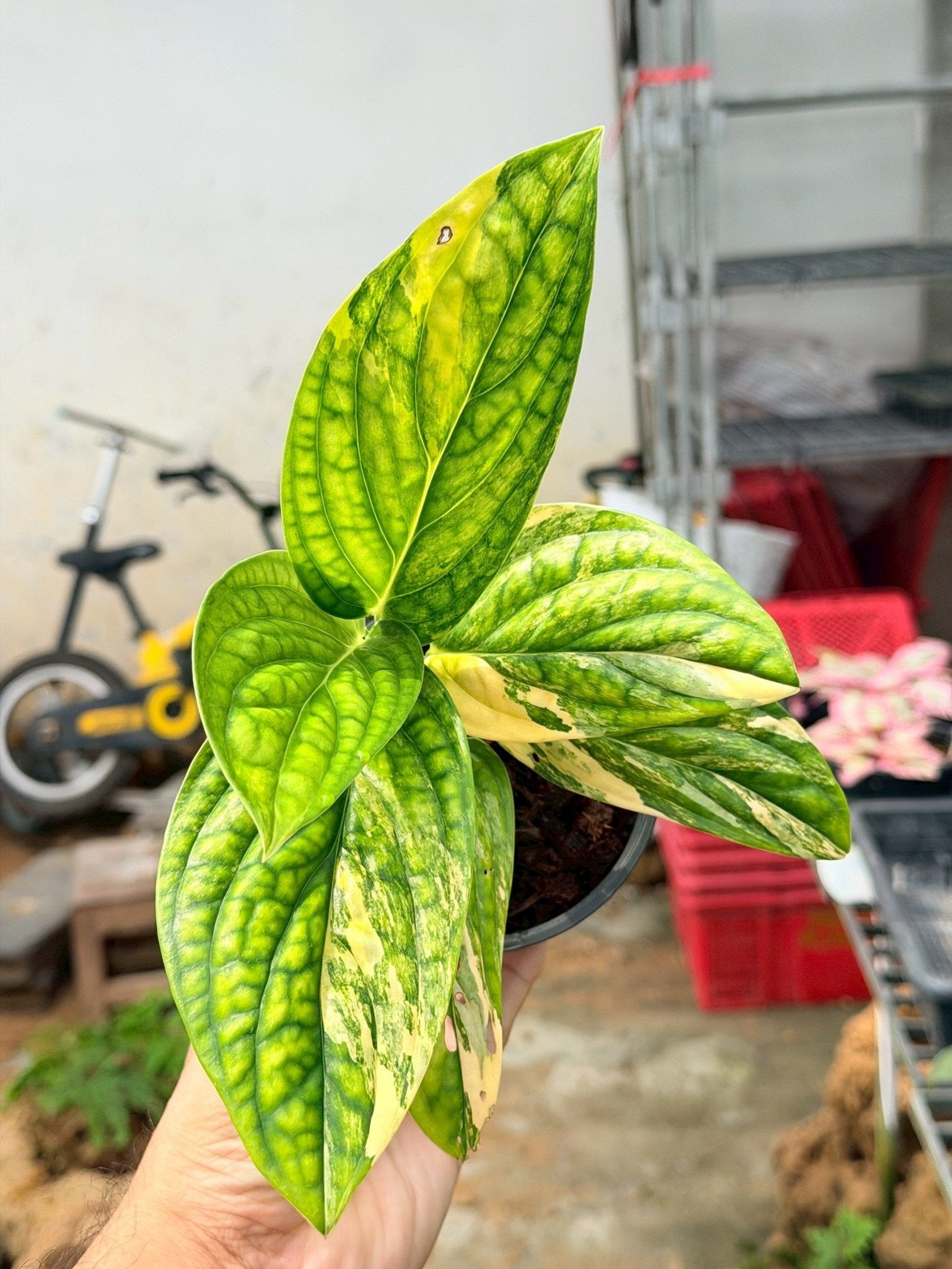 พลูระเบิดด่าง 4 นิ้ว - Variegated Epipremnum - Pamathegardener