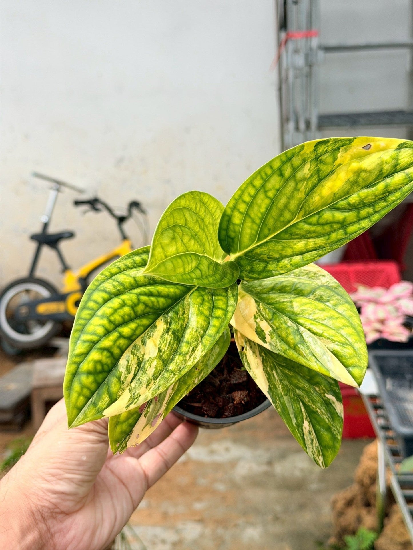 พลูระเบิดด่าง 4 นิ้ว - Variegated Epipremnum - Pamathegardener