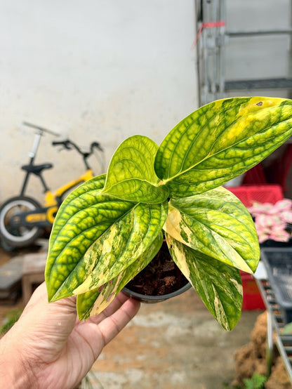 พลูระเบิดด่าง 4 นิ้ว - Variegated Epipremnum - Pamathegardener