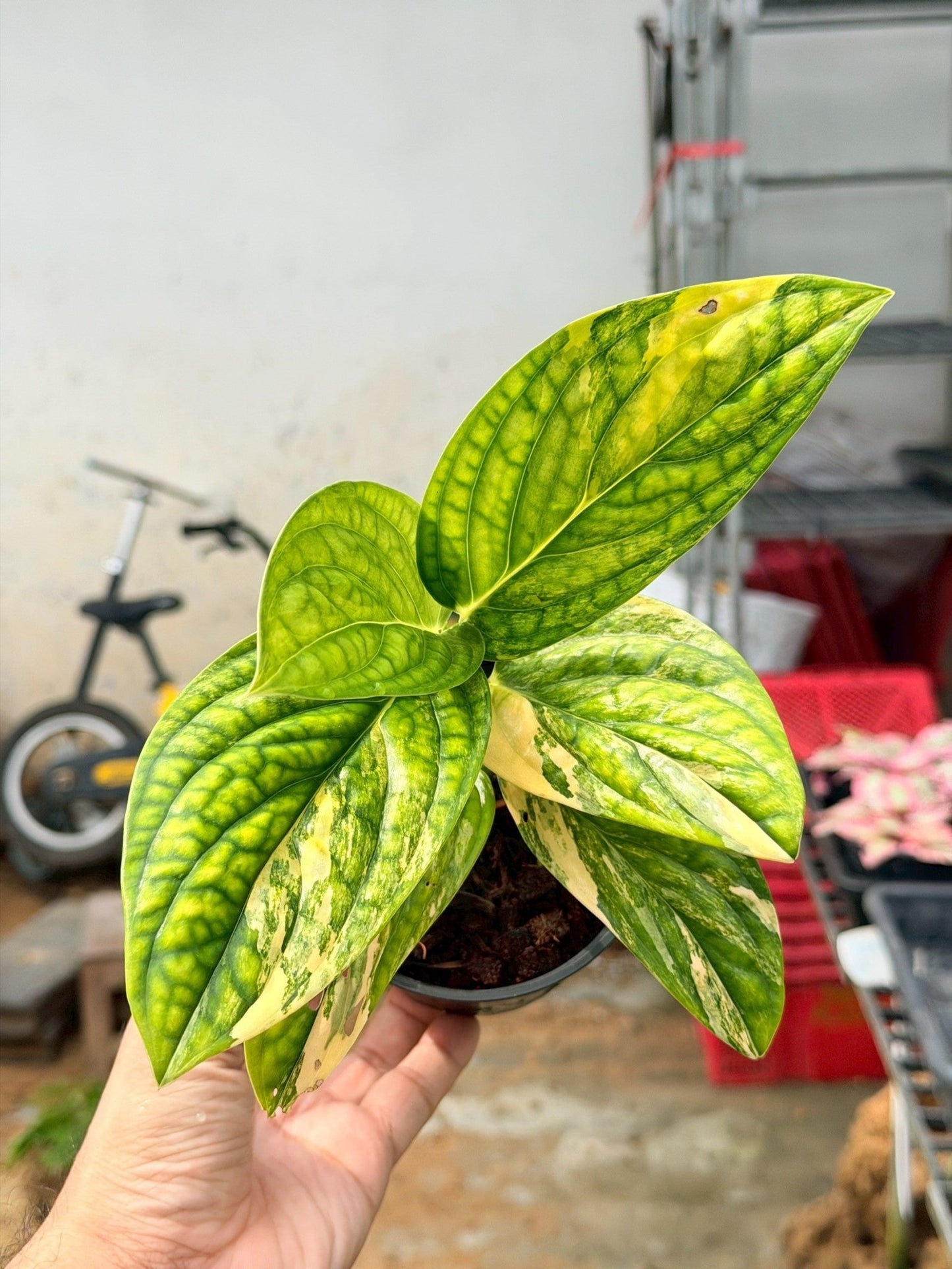 พลูระเบิดด่าง 4 นิ้ว - Variegated Epipremnum - Pamathegardener