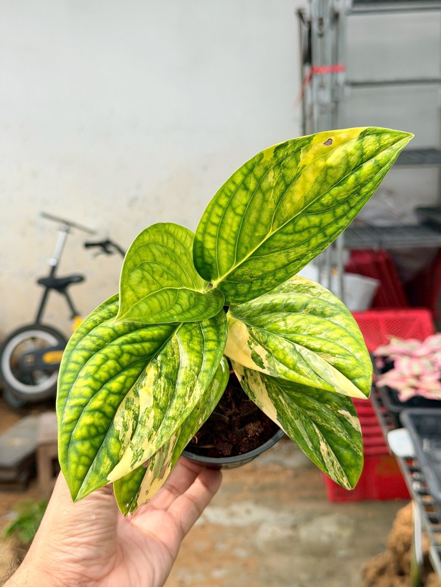 พลูระเบิดด่าง 4 นิ้ว - Variegated Epipremnum - Pamathegardener