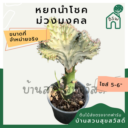หยกสามกษัตริย์ กระถาง 6 นิ้ว เป็นไม้แดด ทนแล้งได้ดี