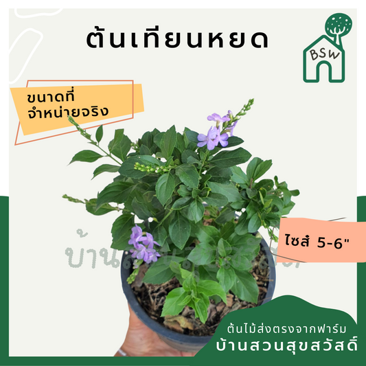เทียนหยด (Duranta Erecta) ไม้ดอกสีม่วงในกระถางพร้อมตั้ง