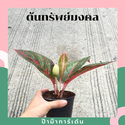 ต้นทรัพย์มงคล อโกลนีมา เลี้ยงในบ้านได้ ใบสีสดสวย (ลอตใหม่ กระถาง 4 - 8 นิ้ว)