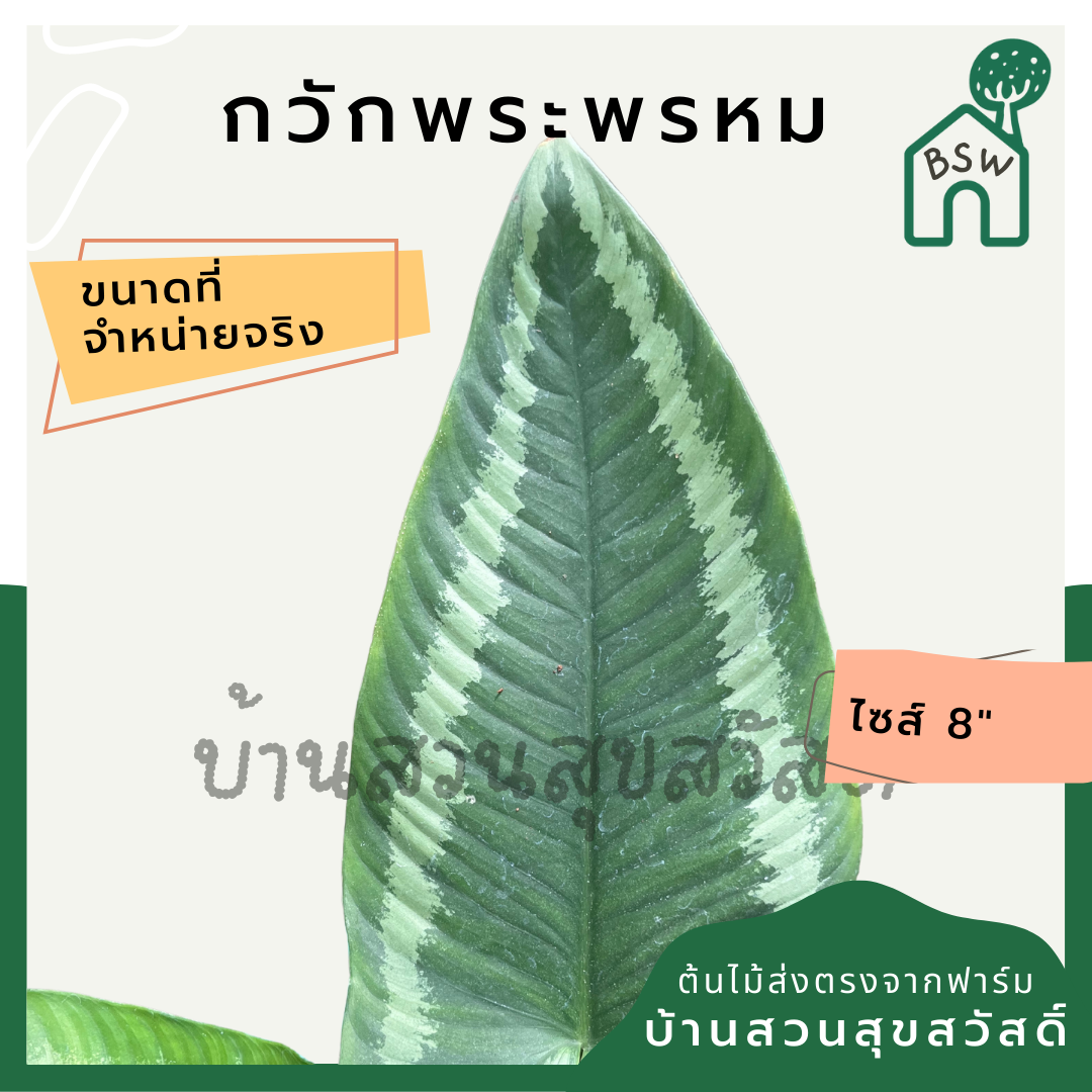 กวักพระหรหม กระถาง 8 นิ้ว อโกลนีมา aglaonema ไม้แรร์