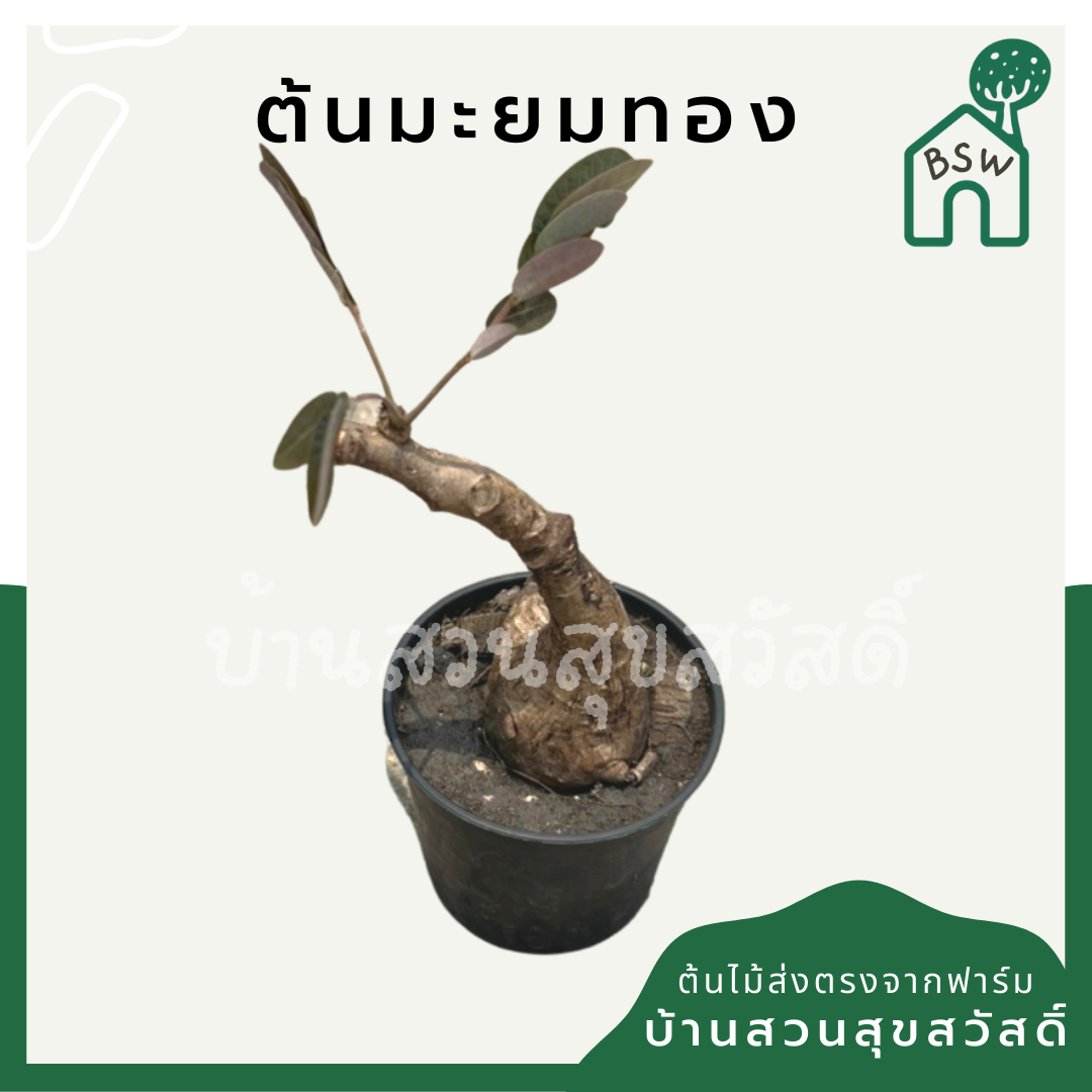 ต้นมะยมเงิน มะยมทอง กระถาง 3 นิ้ว