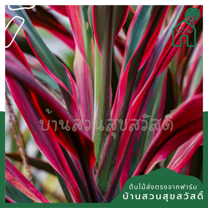 แดงทับทิมสยาม (Cordyline Fruticosa) ไม้มงคลในกระถาง 11 นิ้ว