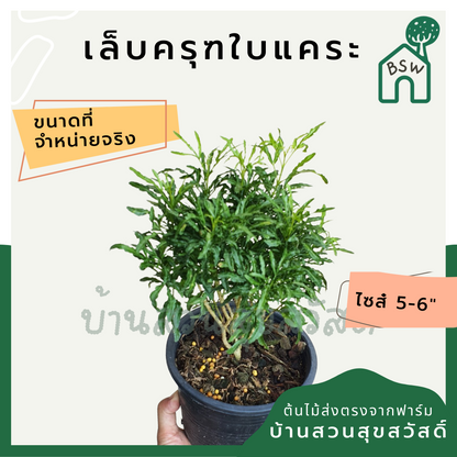 เล็บครุฑใบแคระ (Polyscias Balfouriana) ไม้ใบสวยในกระถางพร้อมตั้ง