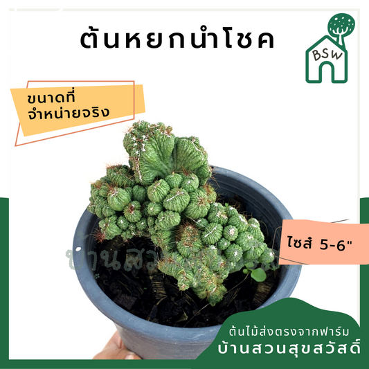 หยกนำโชค (Portulacaria Afra) ไม้มงคลในกระถางพร้อมตั้ง
