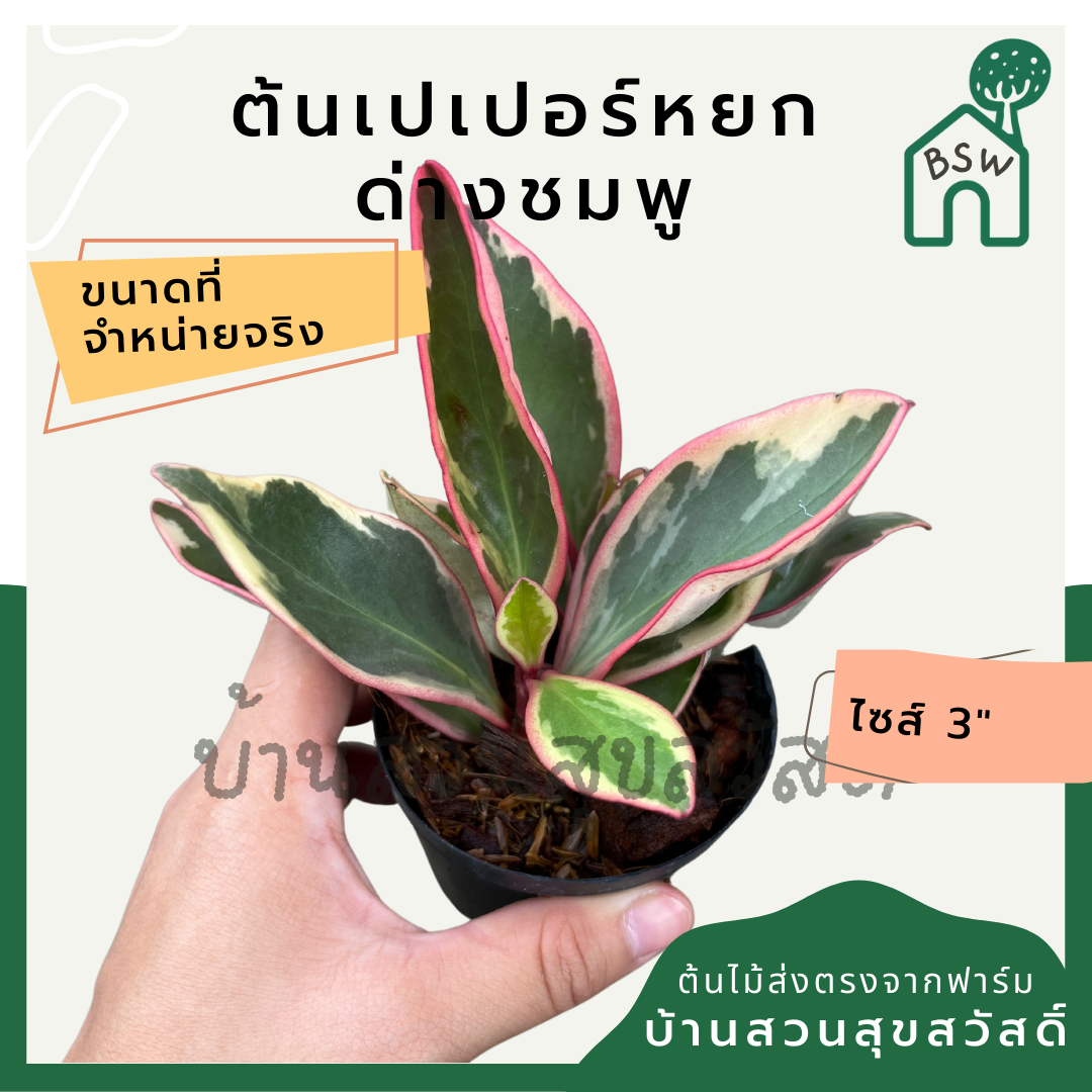 เปเปอร์หยกด่างชมพู กระถาง 3 นิ้ว pepperomia สีสวยหวานชมพู
