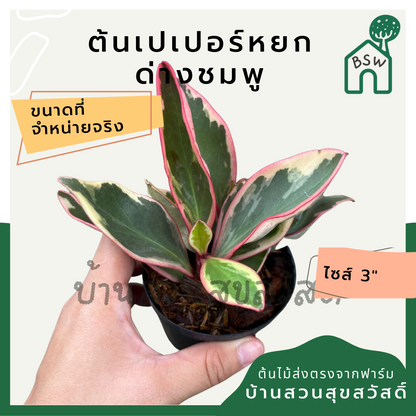 เปเปอร์หยกด่างชมพู กระถาง 3 นิ้ว pepperomia สีสวยหวานชมพู
