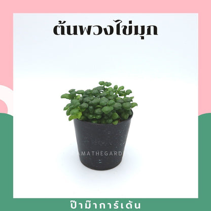 ต้นไม้มงคล ไม้ฟอกอากาศ ต้นใหญ่ รากแน่น ต้นไม้เสริมดวง