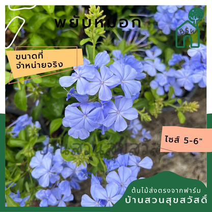 พยับหมอก (Plumbago Auriculata) ไม้ดอกสีฟ้าสวยในกระถาง 5-6 นิ้ว