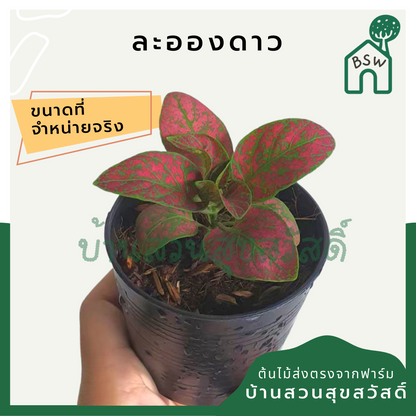 ละอองดาว (Breynia Disticha) ไม้ใบด่างสวยในกระถางพร้อมตั้ง