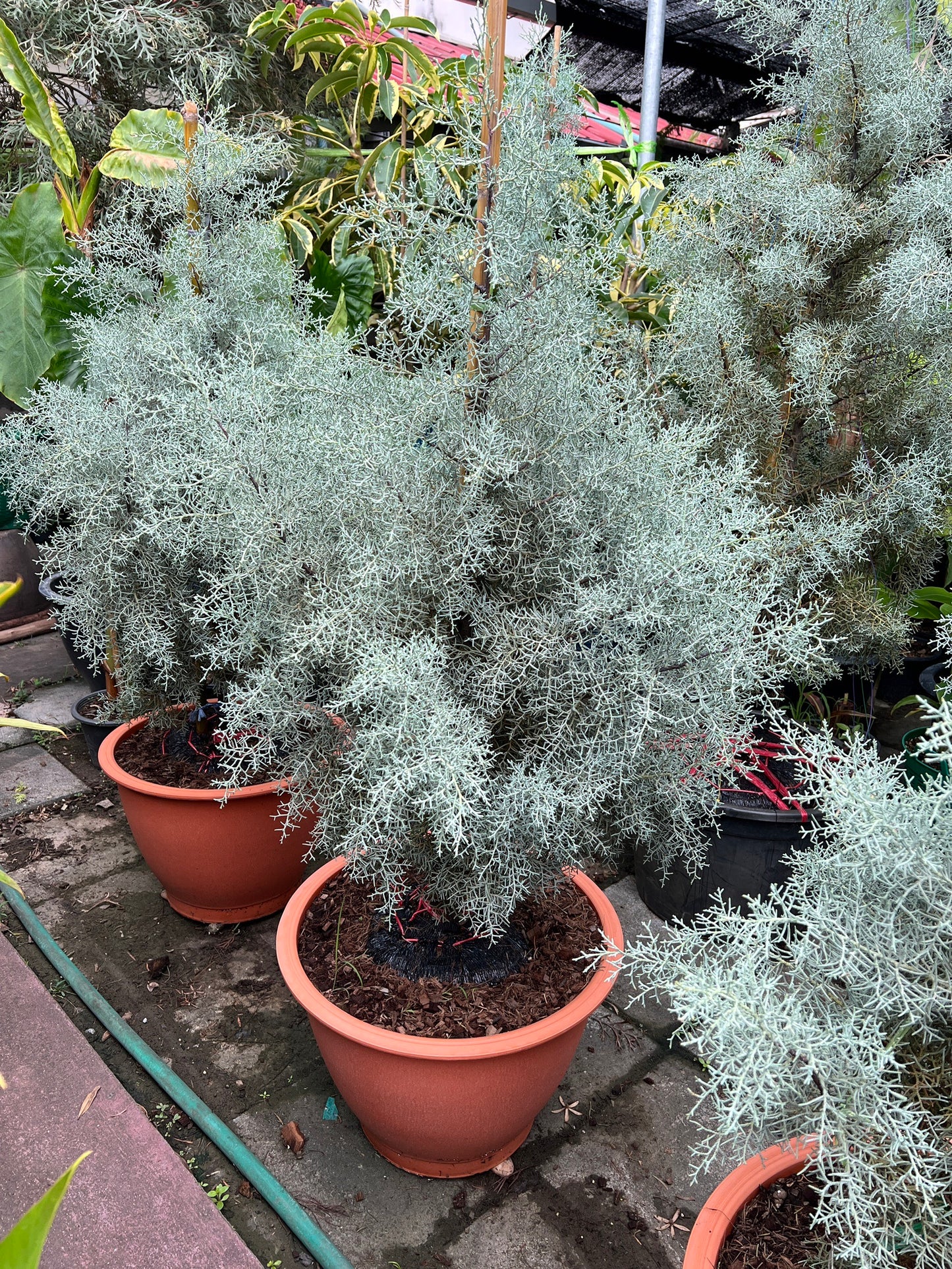 ต้นสนบลูไอซ์ (Blueice Cypress) ส่งพร้อมกระถาง 8 นิ้ว ฟอร์มสวย