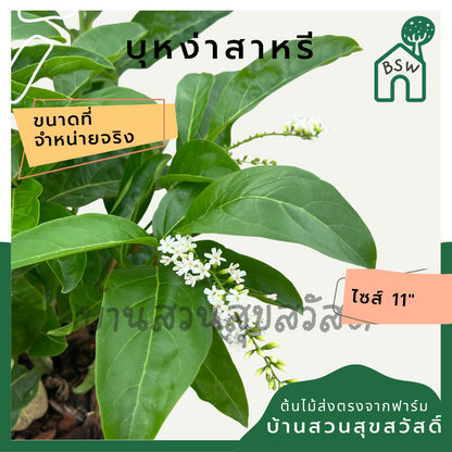 บุหงาส่าหรี | Bungasari | ไม้ดอกหอม ไม้พุ่มจัดสวน กระถาง 11 นิ้ว