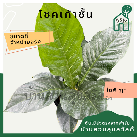 ต้นโชคเก้าชั้น กระถาง 11 นิ้ว มาในกระถางพร้อมตั้ง ต้นไม้มงคล นิยมให้เป็นของขวัญ