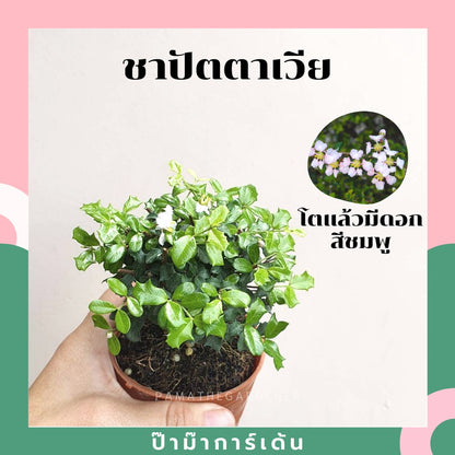 บอนไซ พร้อมกระถาง 3นิ้ว มีหลายสายพันธุ์
