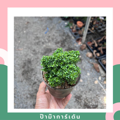 ต้นแก้วแคระใบละเอียด 4-6 นิ้ว