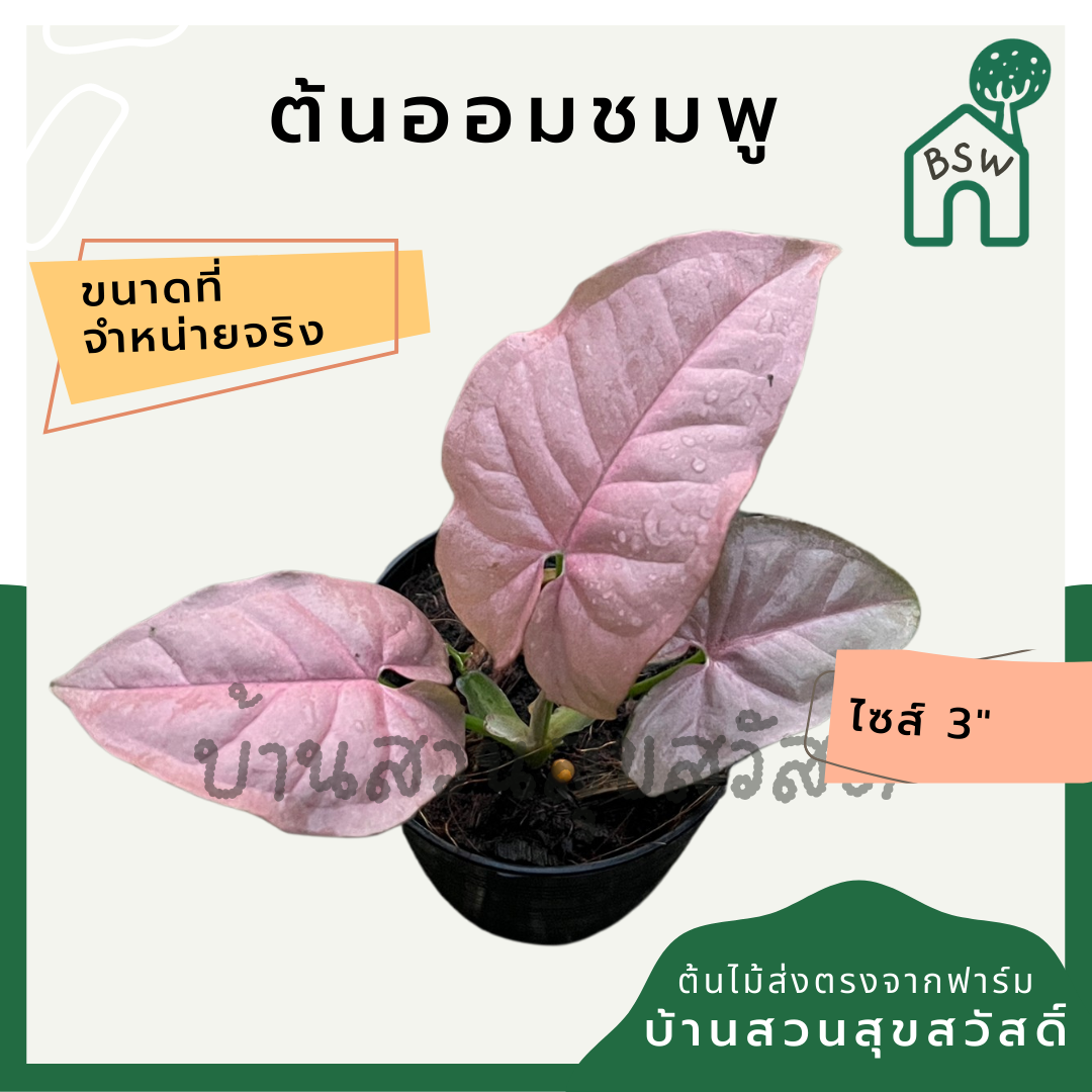 ต้นออมชมพู PINK SYNGONIUM กระถาง 3 นิ้ว