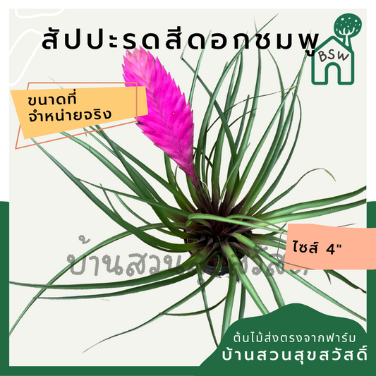 สับปะรดสีดอกชมพู (Neoregelia) ไม้ประดับใบสวยในกระถาง 4 นิ้ว