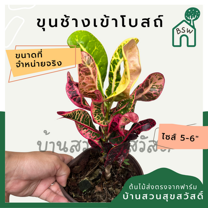 โกสนขุนช้างเข้าโบสถ์ กระถาง 5-6 นิ้ว ต้นโกสน เป็นไม้แดด ไม้ด่างสวย ใบสีสันสดใส