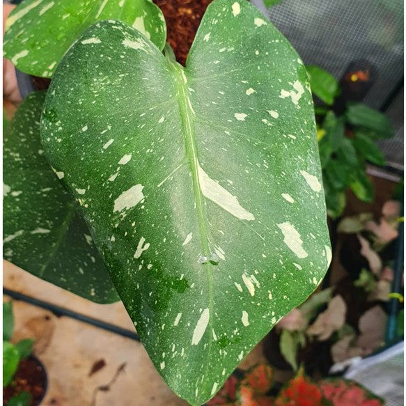 ต้นมอนสเตอร่า ไทยคอนด่าง Monstera Thai Constellation Variegated ใบสวย [เลือกต้นก่อนสั่ง] update 29/12/2564