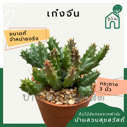 แคคตัสเก๋งจีน (Huernia) กระบองเพชรในกระถางพร้อมตั้ง
