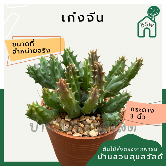 แคคตัสเก๋งจีน (Huernia) กระบองเพชรในกระถางพร้อมตั้ง